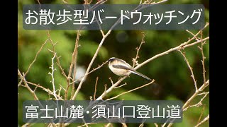 表富士・須山口登山道でお散歩型バードウォッチング　初心者さん用に野鳥解説はあえてありません！