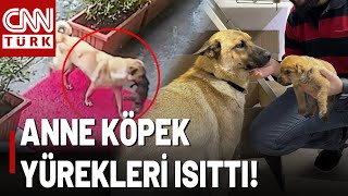 Yürek Isıtan Görüntü! Anne Köpek Donan Yavrusunu Veterinere Taşıdı, Son Anda Hayatını Kurtardı