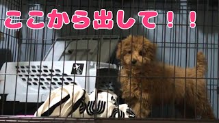 どうしても小屋から出してほしい4ヶ月の子犬 【トイ・プードル】