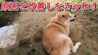 【犬の問題行動】行動を改善？ 原因を改善？