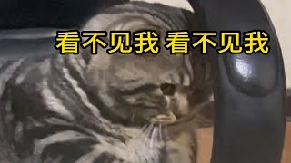 小猫真的很爱演唉！