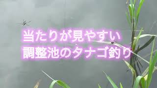 当たりが見やすい調整池のタナゴ釣り