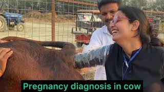 Pregnancy diagnosis in cow \u0026 buffalo l Dr Umar Khan