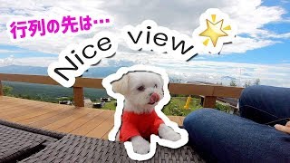 【早朝出発・後編】注目スポット清里テラスは絶景でした⛰愛犬エマと真っ白の世界‼️[マルチーズ×ポメラニアン]