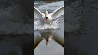 Поигрался со скоростью полёта лебедя Алеся. #лебедь #птицы #birds #swans #милоевидео #swan #полёты