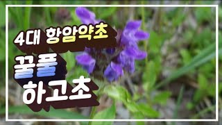 4대 항암약초 하고초 #꿀풀 #암에좋은약초 #하고초 #꿀풀효능