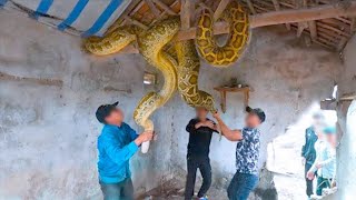 Biggest Snakes Ever Caught On Camera