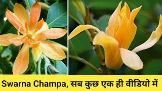 How grow and care \u0026 fertilizer Swarna champa plant |