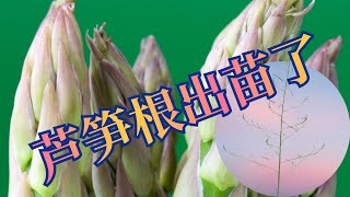 种芦笋【二】两年芦笋根出苗后的管理。