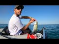 my best fishing day ever bluefish are smashing topwater lures belly boat fishing in italian sea