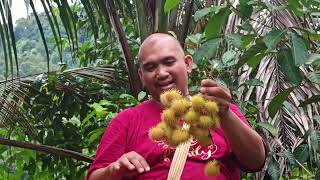 BALIK KAMPUNG AMBIK SEGALA BUAH | SERONOK BUAH BUAHAN DEKAT DENGAN RUMAH