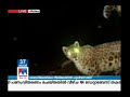 ശബരിമല നീലിമലയില്‍ പുലിയിറങ്ങി sabarimala leopard