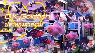 ปลาทองสวยงาม​ (ร้าน​ O.K. Goldfish)Ep.4