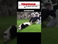 The Truman Show: Panda Edition 🐼(🎥: unknown) #trumanshow #panda #shorts