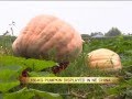 150-kg pumpkin displayed in NE China