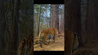 Amur tiger and Ussuri Brown Bear at Russian Far East, in the same place