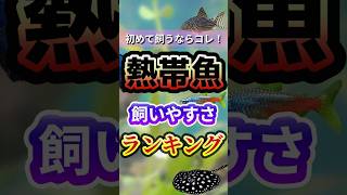 初心者におすすめ熱帯魚ベスト3ランキング完全ガイド #shorts #熱帯魚  #アクアリウム