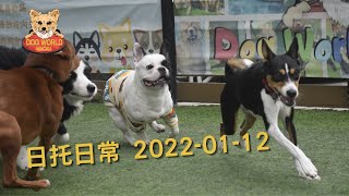 [2022-01-12] 學校日常 | Dog World Macau 狗狗校園/日托