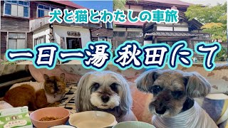 【秋旅/秋田 vol.16】犬と猫とわたしの車旅〜蒸ノ湯温泉と強首温泉♡時には、物足りない位も丁度良い⁉︎〜