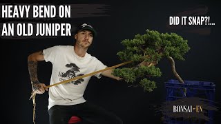 Juniper Bonsai Maintenance and Raffia Application