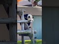 癖のある降りかた笑 アドベンチャーワールド🐼彩浜 2022 10 15