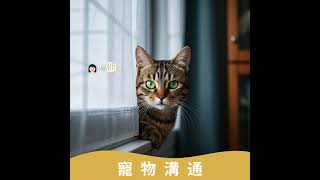 躲猫猫的猫