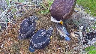 #341🦅SWFL Eagle Nest／F23💗M15／Southwest Florida Eagle Cam