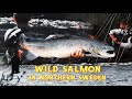 Wild salmon in northern sweden - a fly fishing story