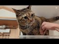 私にだけなつかない保護猫モカちゃんシャー！ウーパーンチ！のモフモフ猫じゃらしおやつタイム😸2025 02 22【保護猫なつくまで】