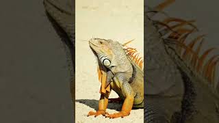 மூன்று கண்கள் உடைய உயிரினம் #Iguana #trendingshorts #interestingfacts #viral