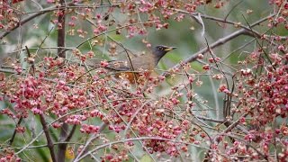 舞岡公園のオオアカハラ（雄）その１（4K動画）