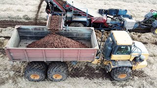 Carrot Harvest - John Deere 7310R, Asa-Lift Carrot Harvester \u0026 Bell B25D Truck in the field