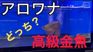 ガチでヤバいアロワナ　VS  ガチでデカい金魚　対決　トロピカルフィッシュ佐野