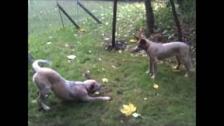 2 Jonge Australian cattle dogs,  communiceren met elkaar, communicate with eachother