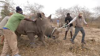 Rhino orphans return to Balule Nature Reserve