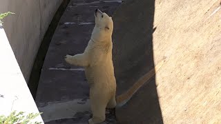 20180807:今日の円山動物園