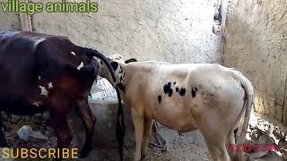 My New Bull Small Bull With Big Cow Must Watch || Village animals ||