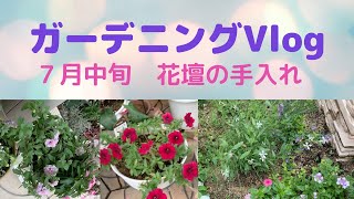 🌹【ガーデニング日記】７月中旬　雨が止んだ日の庭の手入れ