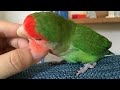 【ベタ慣れ コザクラインコ】 水平カキカキインコ