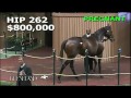 Hip 262, Upperline - 2013 November Breeding Stock Sale