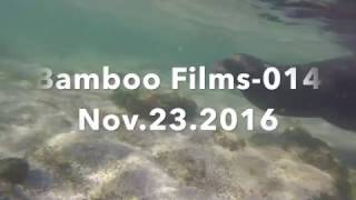 [BambooFilms-014]ガラパゴス諸島 シュノーケリング Galapagos Playa Loberia snorkeling