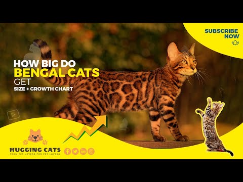 Do Bengal cats stay small?