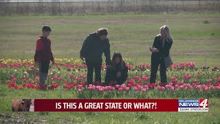 U-Pick Tulips have customers tiptoeing through April on the Tucker Farm