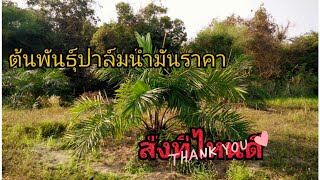 สกลนครสั่งต้นพันธุ์ปาล์มน้ำมันที่ไหนดี