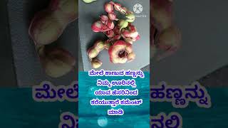 ಇ ಹಣ್ಣಿನ ಹೆಸರು ಏನು? #ರಸಪ್ರಶ್ನೆ #kannadareels #trending #viral #quiz