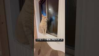 【茶トラ猫おいも】はニャルソック隊長