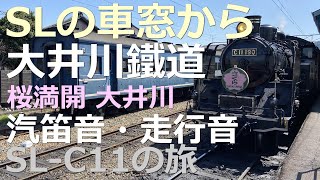 沿線「桜」満開の大井川鉄道・蒸気機関車「さくら」SL「車窓」旅情編　汽笛やサクラをお楽しみ頂ければ幸いです【大井川・車窓映像】