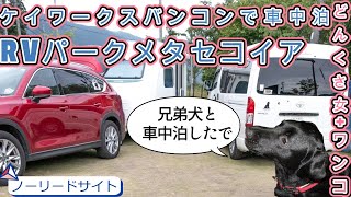 【rvパークリラクピングメタセコイア】【６歳合同誕生日会車中泊】ノーリードサイトでおばちゃんと甘えたラブラドールのポンコツ2人車中泊🐾