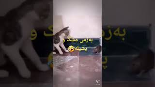 بەزمی مشک و پشیلە🤣