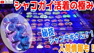 シャコガイ活着の極み！！激アツ入荷情報も！